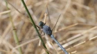 There And Back Again 3 Cyprus [TRAILER] Wildlife Photography