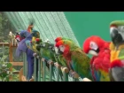 Shuka Vana ~ Rehabilitation Centre for Birds