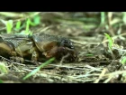 Maulwurfsgrille  European mole cricket