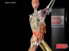 External Oblique Anatomy and Movement