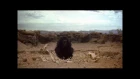 2001: A Space Odyssey - The Dawn of Man (best cut)