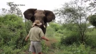 MAN HALTS CHARGING ELEPHANT