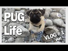 PUG LIFE | DOG VLOG # 1 | СМЕШНОЕ ВИДЕО МОПС | PUG TV