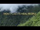 How Forests Heal People