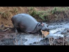 Angry Hippo Crushes Antelope: SNAPPED IN THE WILD