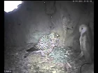 Barn Owl v Kestrel
