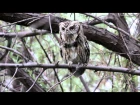 Eastern Screech Owl Calling