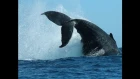 Whale Watching - Cape Cod