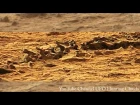 На Марсе обнаружили чей-то скелет Amazing! Fossilized Spine Found in Mars Photo