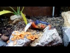 Жадный радужный краб / Greedy rainbow crab