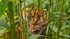 Marsh warbler / Болотная камышовка / Acrocephalus palustris
