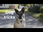 Kima - dog tricks