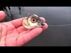 Fishing: agressive pike attack dead bait underwater. Рыбалка щука атака