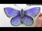 How to paint a realistic and detailed blue butterfly in watercolor by Anna Mason