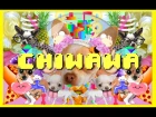 Wanko Ni Mero Mero "Chiwawa"