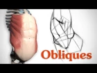 How to Draw Obliques - Anatomy and Motion