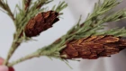 Еловые ветки с шишками из бумаги / DIY paper spruce branches and cones