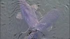 radioactive wels catfish in the cooling pond of chernobyl