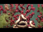 Bubblegum Coral: Deepwater Exploration of the Marianas 2016