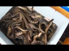 Is Eating Venomous Sea Snakes a Bad Thing?