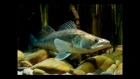 Судаки.Подводная охота. spearfishing for walleye