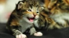 Лучшие милые котята мяуканье кошки - мяукать - сборник Громко Мяу