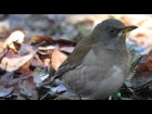 Pale Thrush / Бледный дрозд / Turdus pallidus