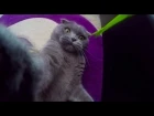 #goodtimes GOPRO HERO 4 SILVER - Вислоухий британец - Scottish fold cat