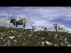 Habstrakt & Megalodon - 40 Cows [Clip]