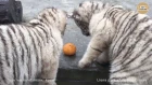 Тигрята знакомятся с мандаринкой :) Таган. Крым | Tiger cubs meet tangerine