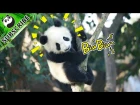 Panda infant has grown to a panda baby | iPanda
