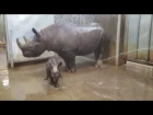 Rhino Bath