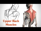 How to Draw the Upper Back Muscles - Anatomy and Motion