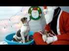 Homeless Dogs Rescued Off The Streets Get The Best Surprise For Christmas
