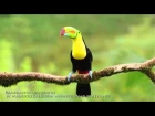 Keel-billed toucan / Радужный тукан / Ramphastos sulfuratus