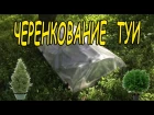 Как размножить тую | Черенкование туи  |How to propagate the Thuja