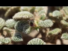 Perdita scutellaris Gathering Pollen from Tiquilia flower