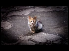 Sattarenok TV - Жестокое обращение с животными \ Cruelty to animals