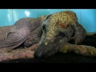Awe-inspiring recovery of a dog turning to stone from mange