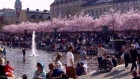 Cherry blossom in Kungsträdgården.