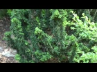 Hinoki Cypress - Chamaecyparis obtusa 'Chirimen' & Cham. obtusa 'Nana'  American Conifer Society