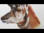 Pronghorn Antelope: SPEED PAINTING in Gouache