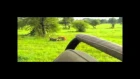 Гиеновые собаки против гиены (Wild dogs vs Hyena)