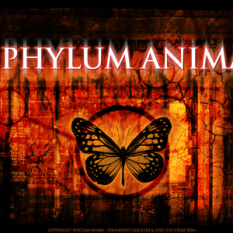 Phylum Anima