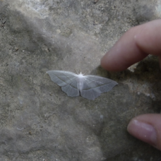 giving a butterfly a skeleton